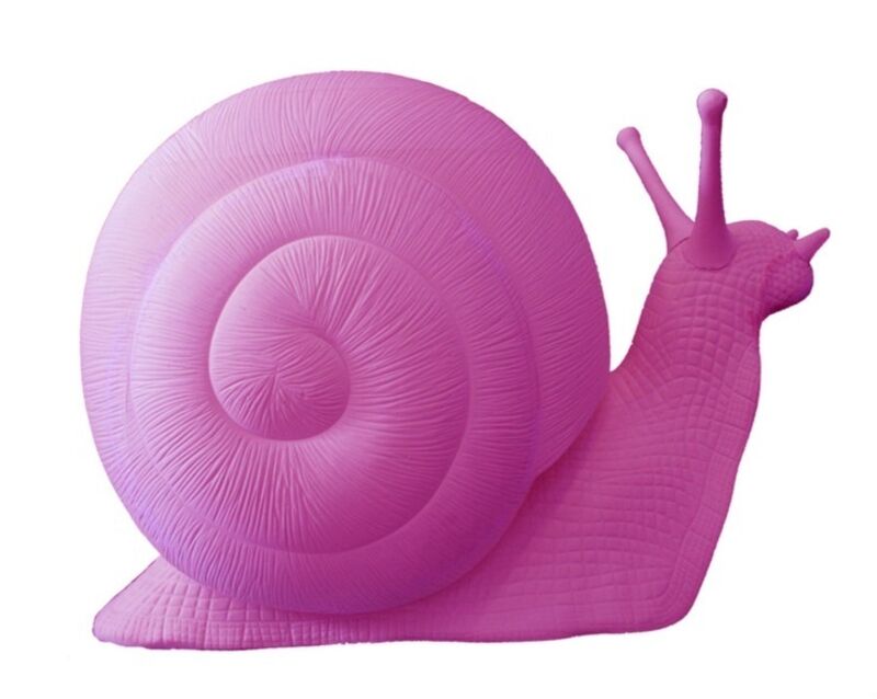 great pink sea snail