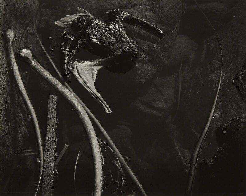 Edward Weston Tide Pool, Point Lobos (1945) Artsy