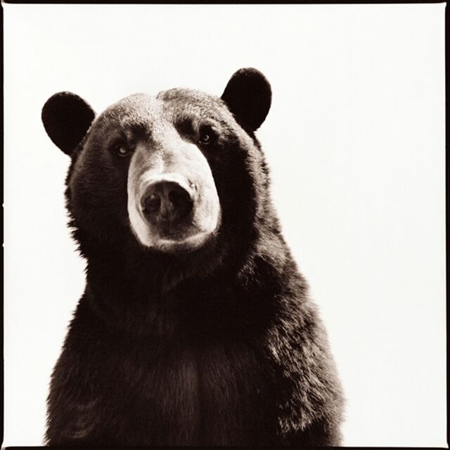 for Nine (2015) 1 | Sale Black | | Francois Available Artsy Bear