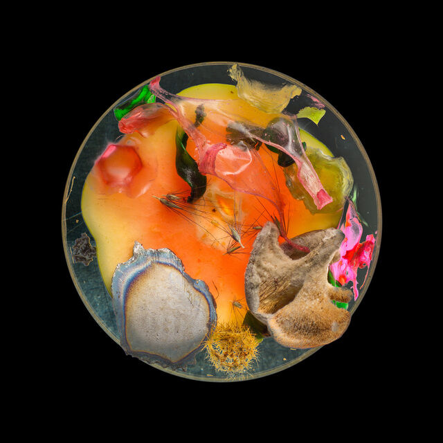 Suzanne Anker | Vanitas (in a Petri dish) #08 (2013) | Available for ...