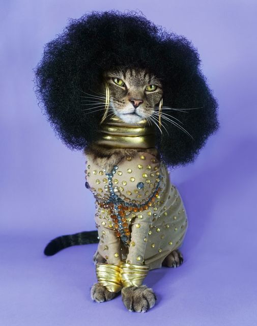 RuPaw's Drag Race Venus Kitty (2017) Available for Sale Artsy