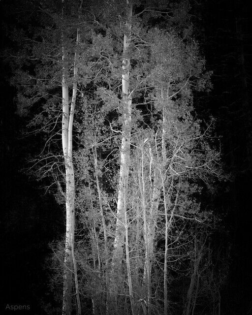 E2 Photography - Will Enos & Beth Enos | Aspens (2021) | Available for ...