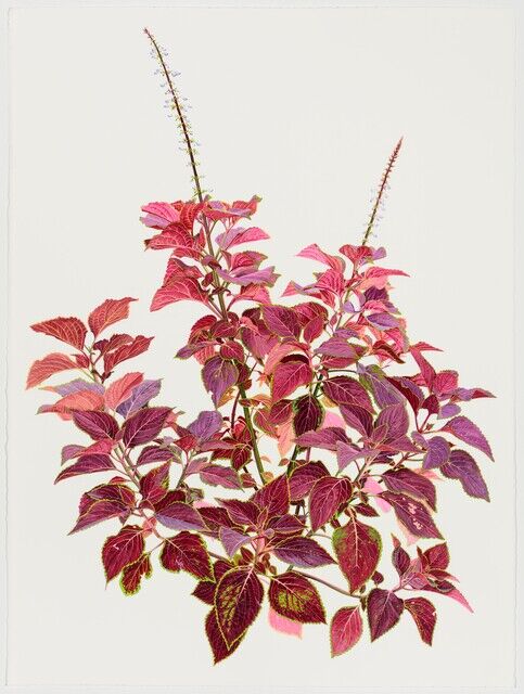 Jessica Rohrer Jessica Rohrer | Red Coleus (2015) | Artsy