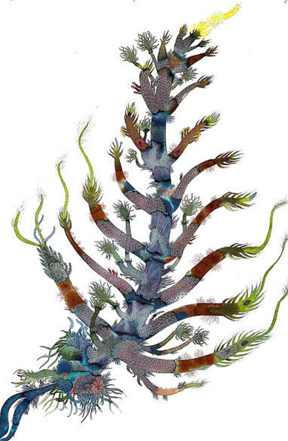 Emily Ritz | Coral Dreaming (2022) | Artsy