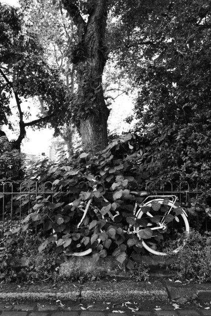 Marissa Roth Marissa Roth | English Elm Tree and Forgotten Bicycle, London, England ...