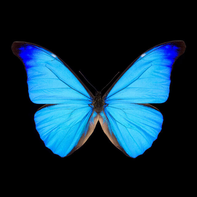 Pascal Goët | Morpho rhetenor rhetenor-B (2019) | Available for Sale ...