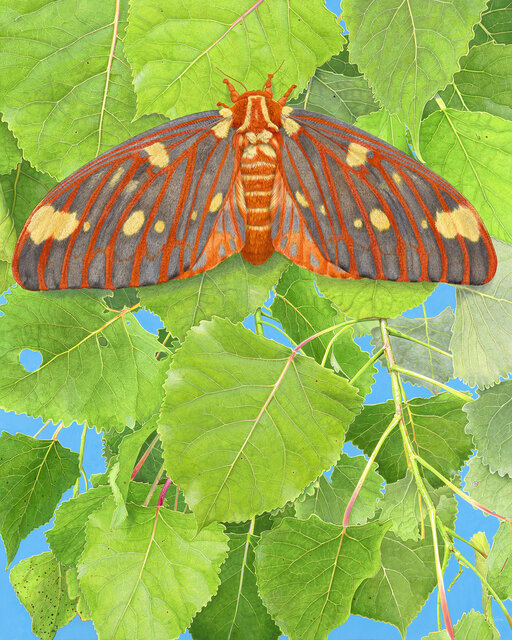 Moth Rigel Regal Moth & Aspen (2017) by Rick Pas | Artsy