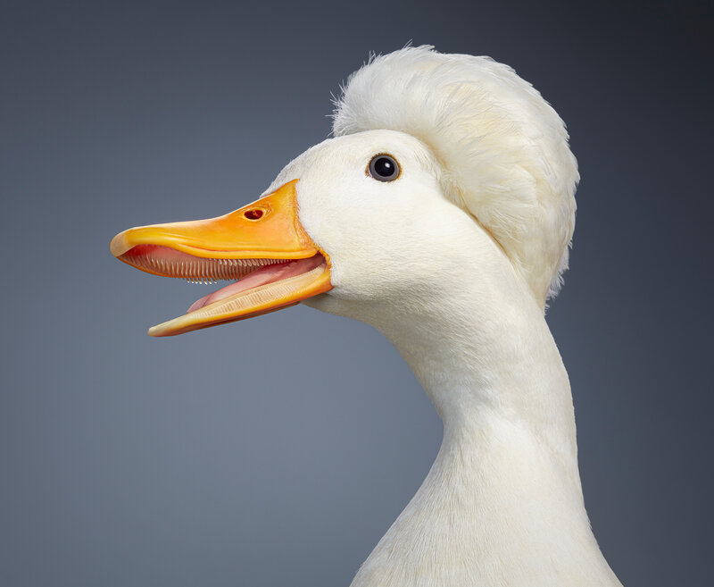 crested duck