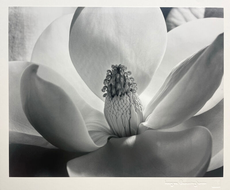 Imogen Cunningham Magnolia Blossom 1925 Artsy Imogen Cunningham Magnolia Blossom 1925 Artsy