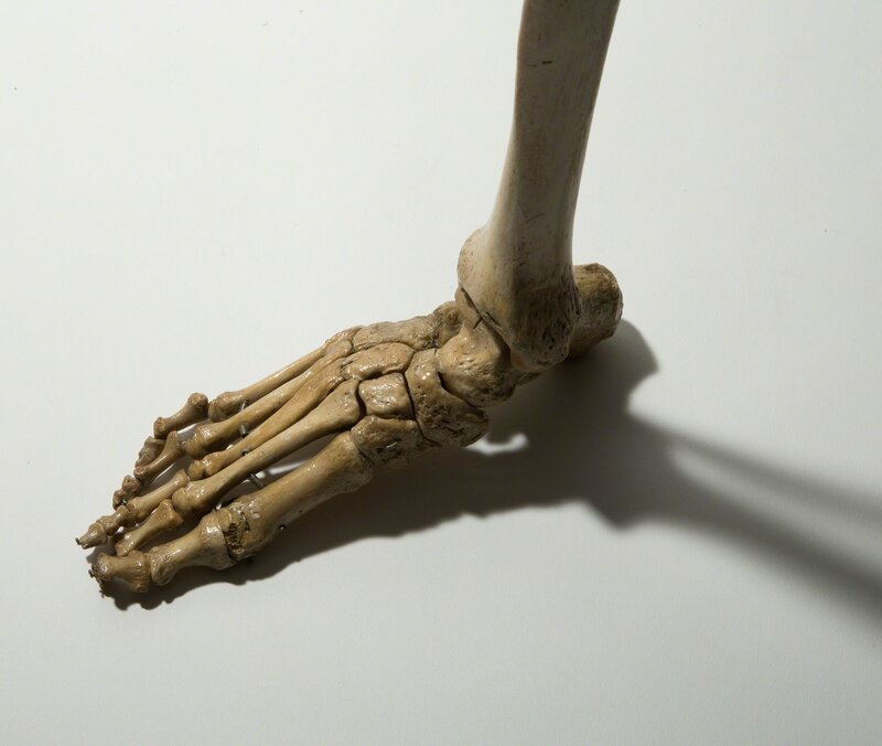 Human Leg and Foot Bone Ashtray