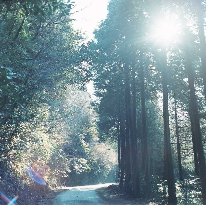 Rinko Kawauchi | Untitled, from the series "The river embraced me" (2016) | Available for Sale | Artsy