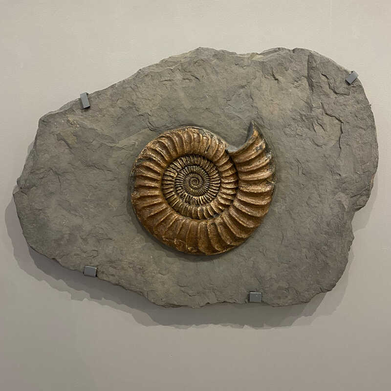 Natural History | Fossilised Ammonite Plate (Late Jurᴀssic Period (164-145 million years ago)) | Available for Sale | Artsy