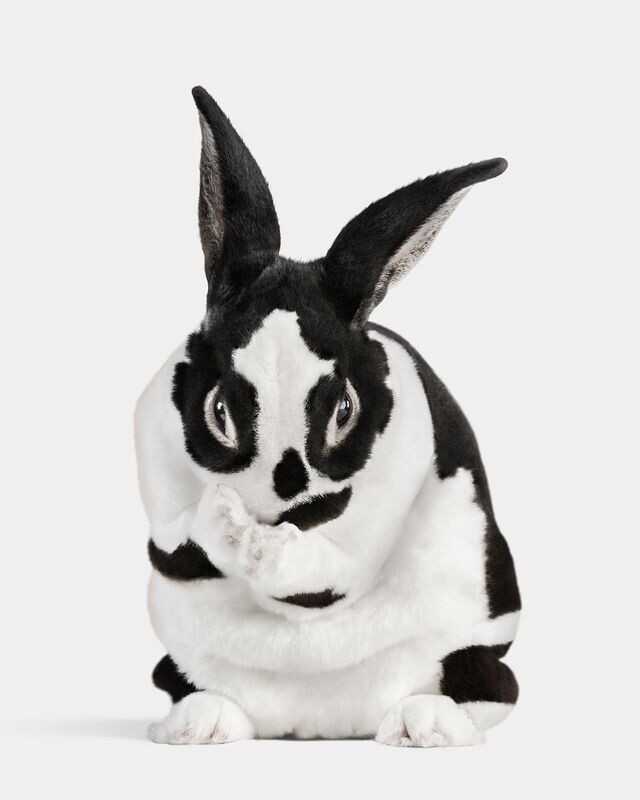 Randal Ford Mini Rex Rabbit (2024) Available for Sale