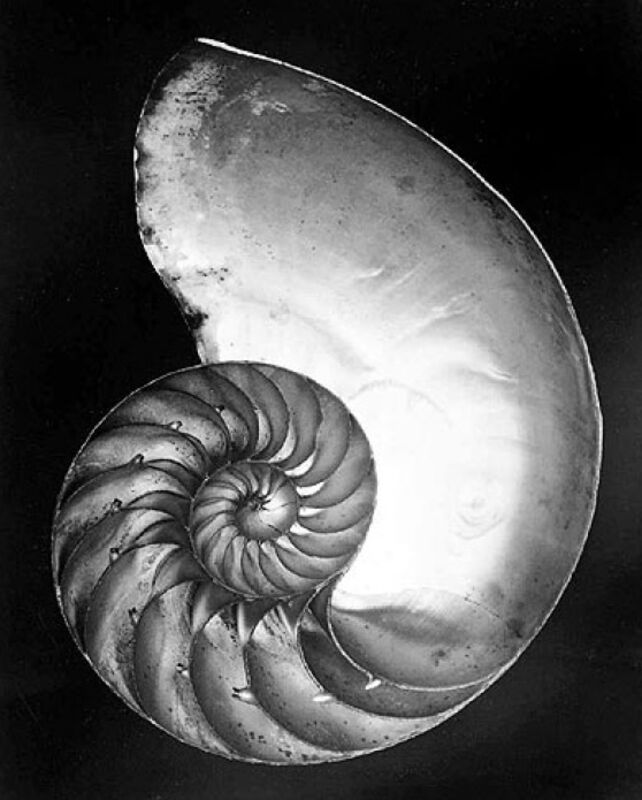 Edward Weston Chambered Nautilus Shell 1927 Printed Later By Cole Weston Available For Sale Artsy