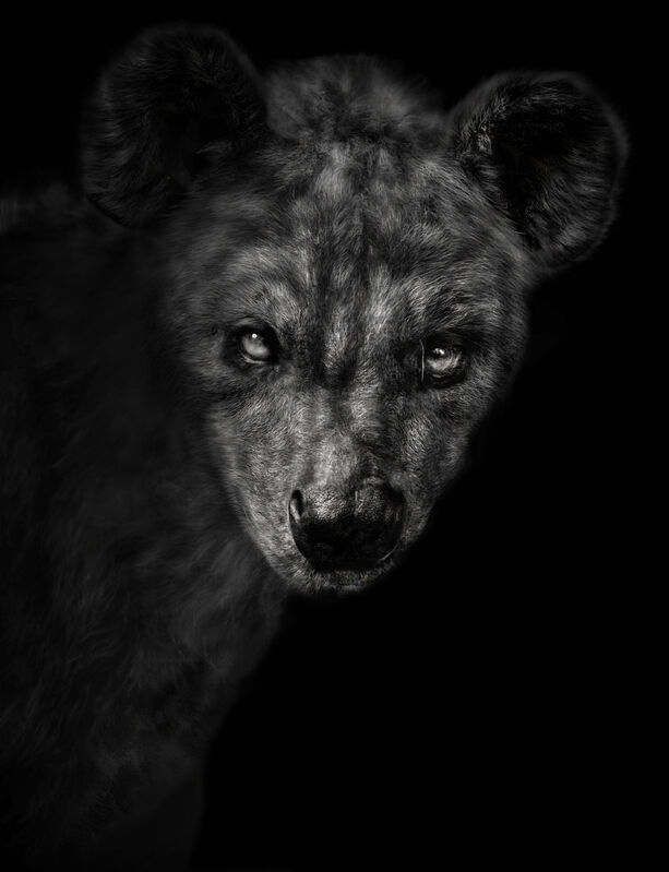 Elliot Ross | Animal (192), Spotted Hyena (2011) | Available for Sale |  Artsy