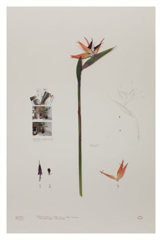 Alberto Baraya | Expedition Shanghai: Herbarium of Artificial Plants, Ave  del Paraiso - Hotel (2012) | Available for Sale | Artsy