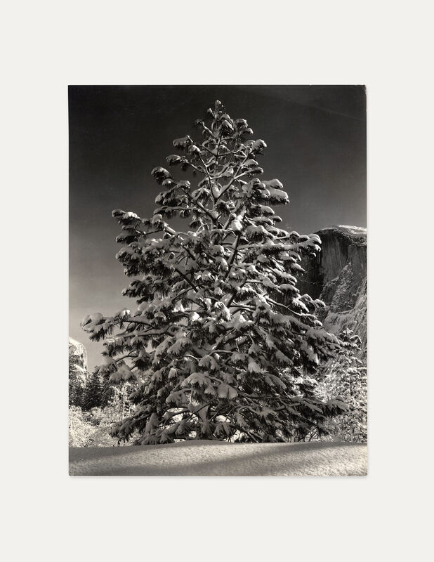 Ansel Adams | Tree in Snow, Yosemite (1953) | Available for Sale | Artsy