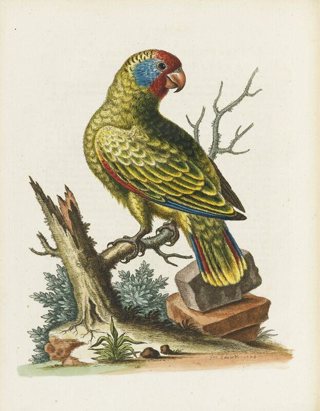 George Edwards | A Natural History of Uncommon Birds, and of Some other Rare  and Undescribed Animals… (1743-1764) | Artsy