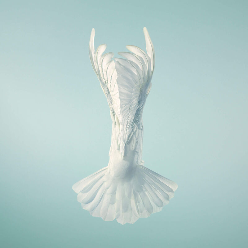Tim Flach | Dove Triptych, Vase (ca. 2010) | Available for Sale | Artsy