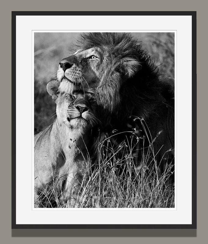 black and white photography lion