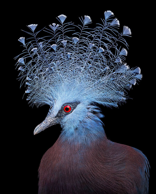 Tim Flach Victoria Crowned Pigeon (2021) Available for Sale Artsy
