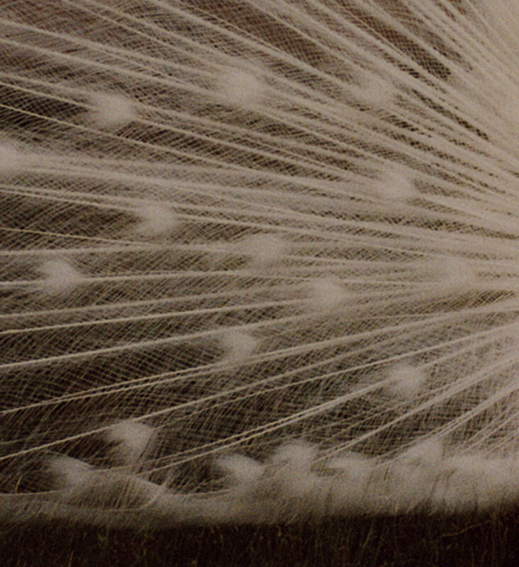 Pat Sansone 100 Polaroids, 56 (2008) Available for Sale Artsy