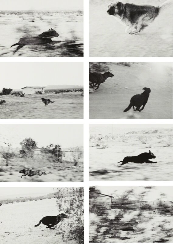 John Divola, Selected Images from Dogs Chasing My Car in the Desert  (1996-2000)