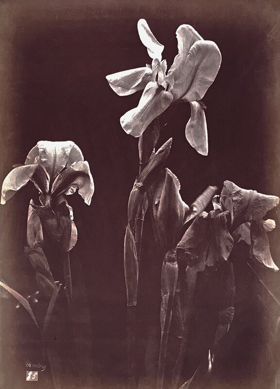 Charles Aubry | Irises (1864c/1864c) | Available for Sale | Artsy