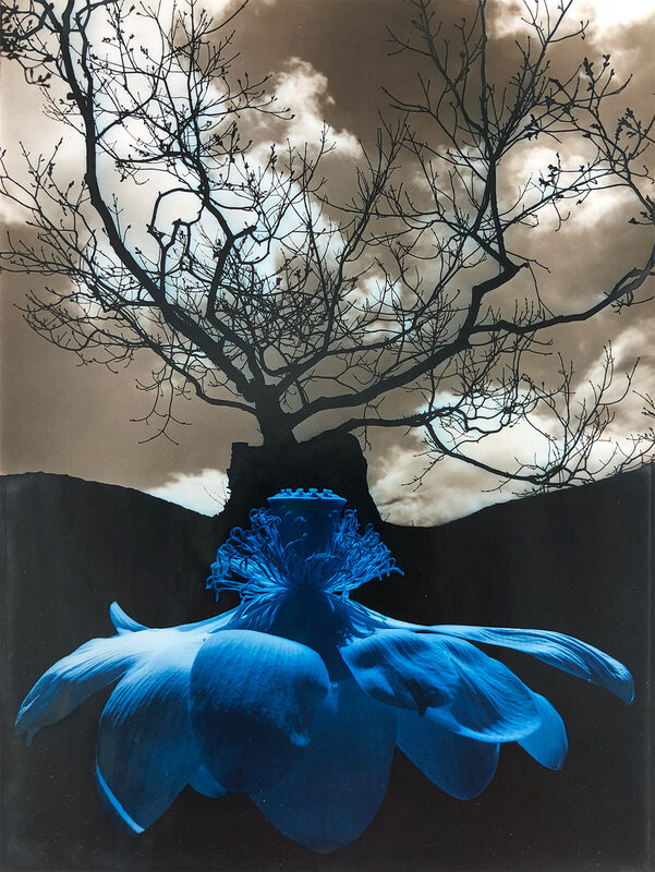 Jerry Uelsmann | Untitled, 1968 (Blue Lotus and Bare Tree) (1968) |  Available for Sale | Artsy