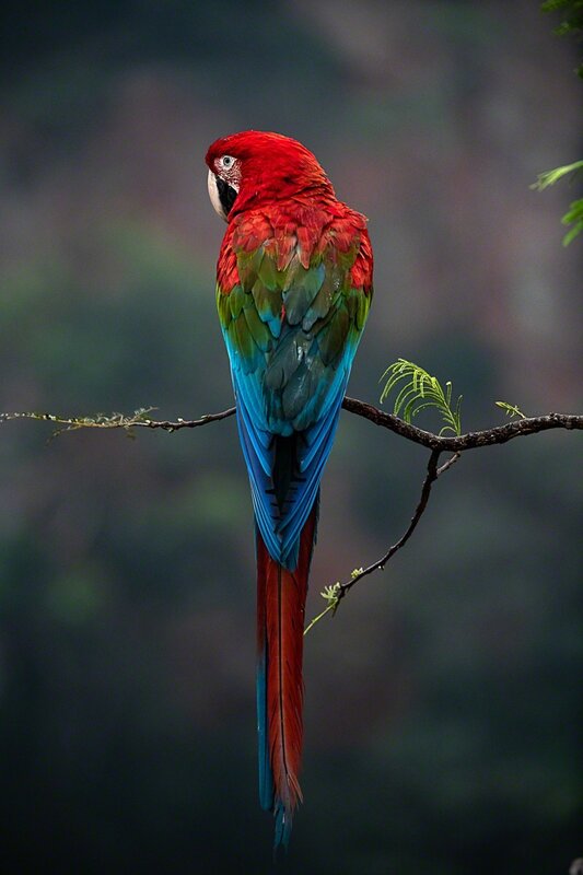 rainforest parrot