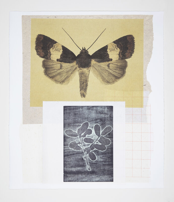 Joseph Scheer | Noctuid and Oak Moths (2019) | Available for Sale | Artsy