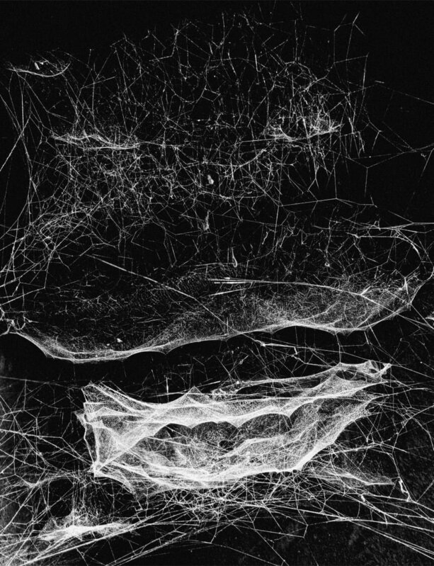 Samim Print Samim Alam Beg | Fragile Connections (2024) | For Sale | Artsy