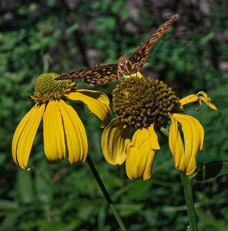 Ricky Workman Ricky Workman | Cutleaf Coneflower With Great Spangled Fritillary (2020 ...