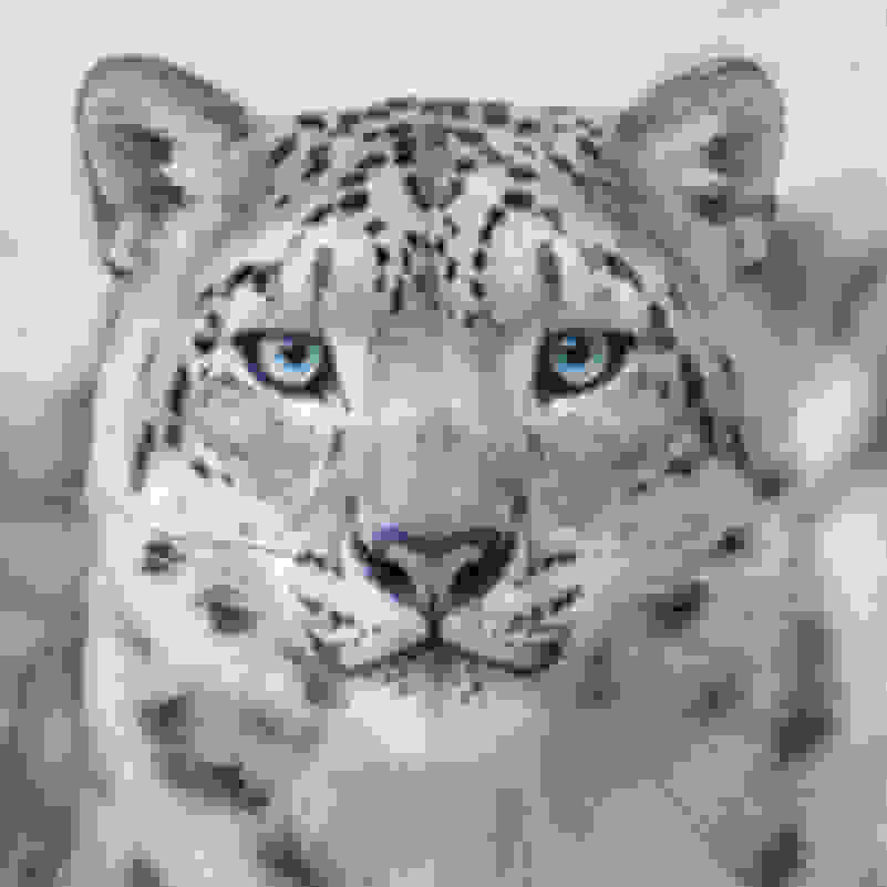 Tim Flach - The majestic snow leopard is one of the most