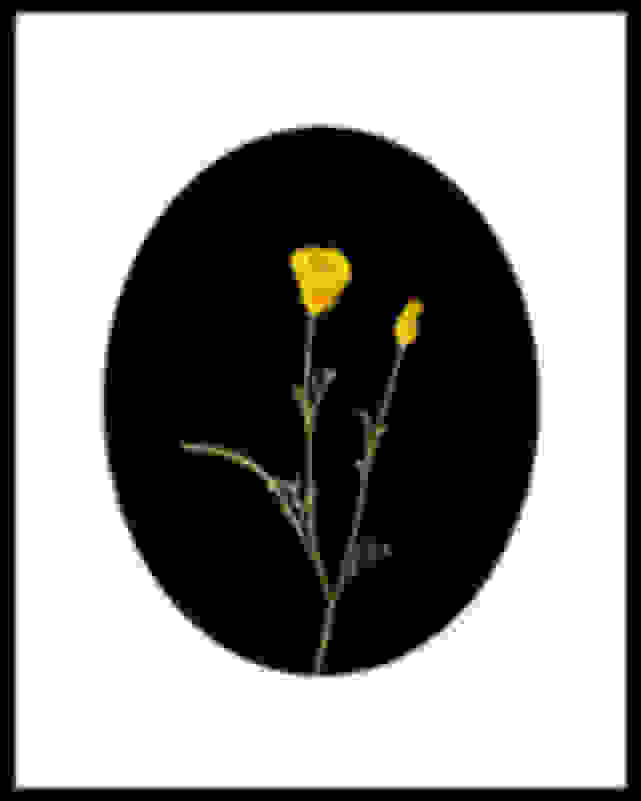 Fab (Fabienne Sowa -Dobkowski) Golden Poppies (2023) | Available for Sale Artsy