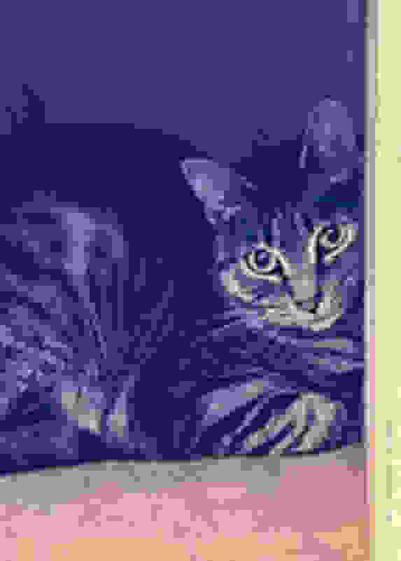 William Wegman Polaroid Church Steeple Dog and Cat Large