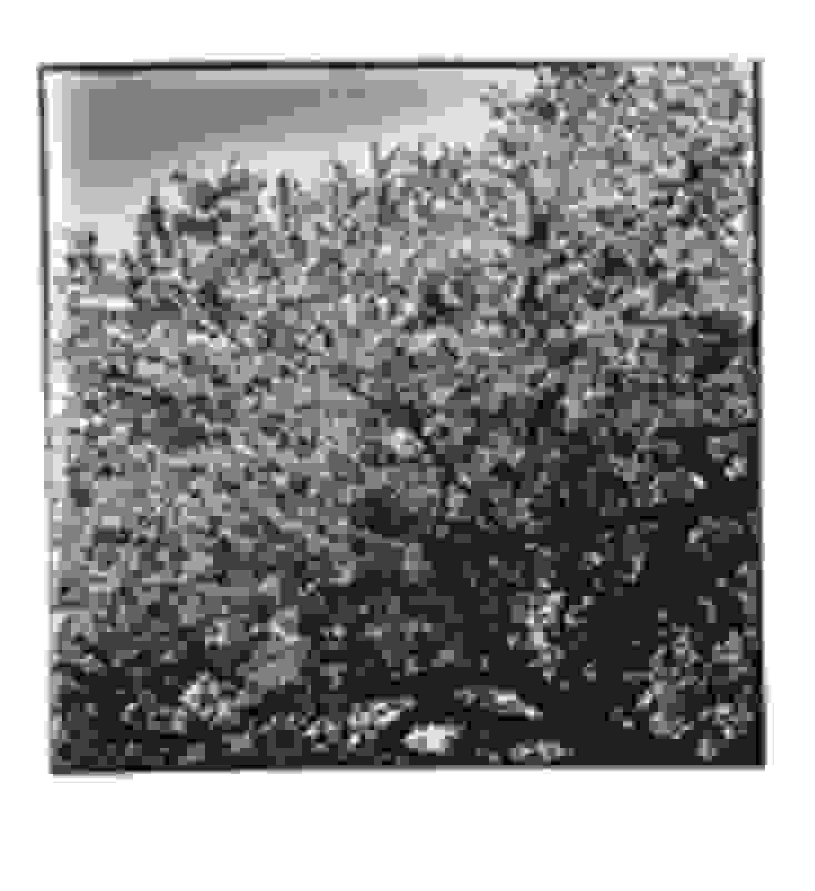 Daido Moriyama | Cherry Blossoms (1987) | Available for Sale | Artsy