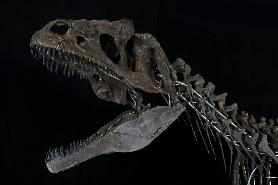What's behind the Roaring Market for Dinosaur Fossils | Artsy