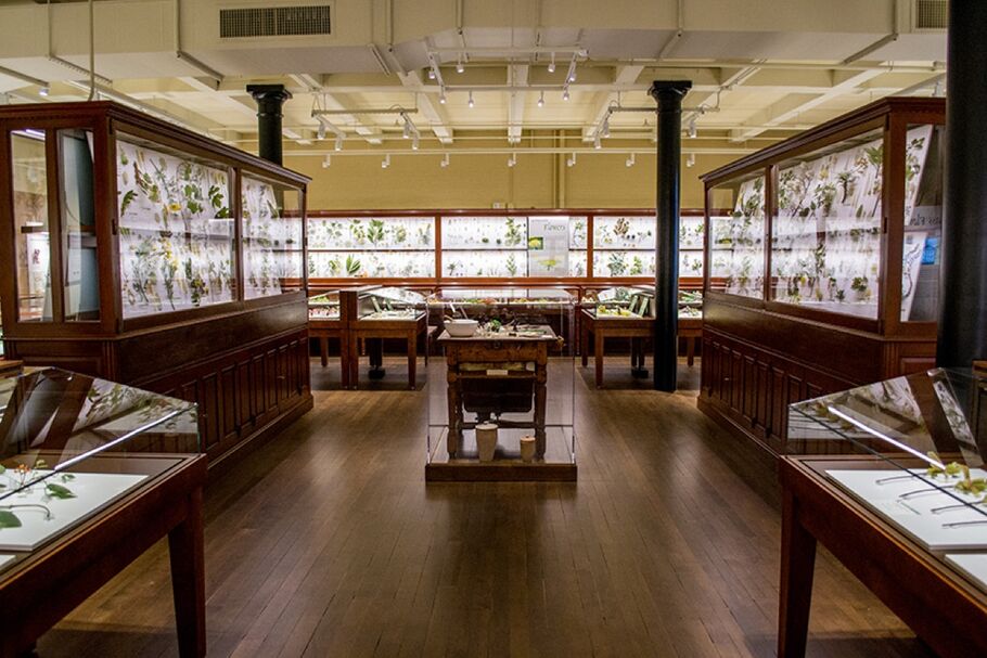 The Glass Flowers  Harvard University Herbaria & Libraries