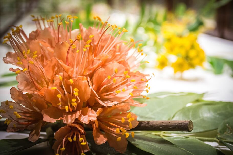 These 100-Year-Old Glass Flowers Are So Accurate, They Rival the Real Thing