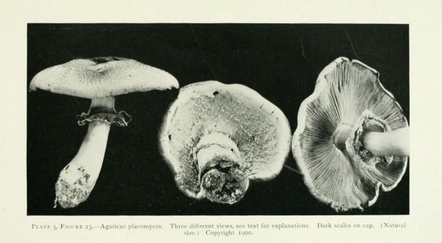 Why Experimental John Cage Was Obsessed Mushrooms | Artsy
