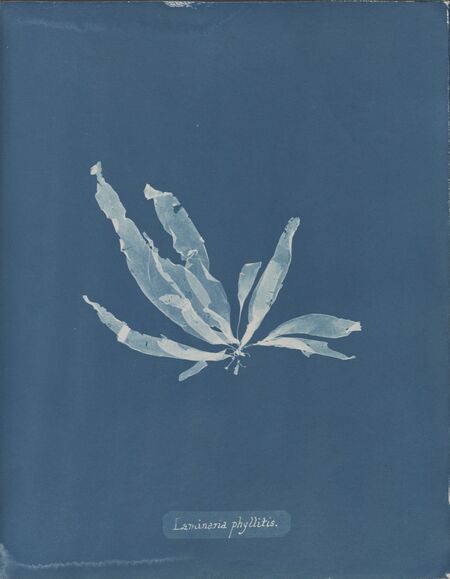 British Algae Cyanotype Art Print - Room Service