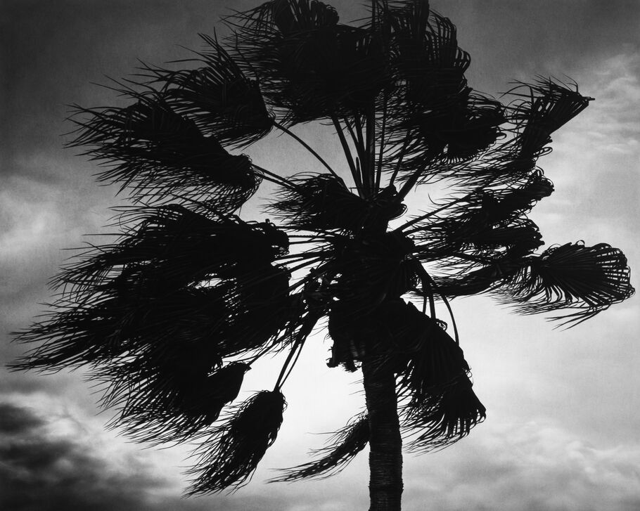 Robert Longo, Untitled (Windy Palm), 2023, Thaddaeus Ropac