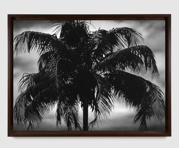 Robert Longo, Untitled (Dry Palm), 2023. Pace Gallery