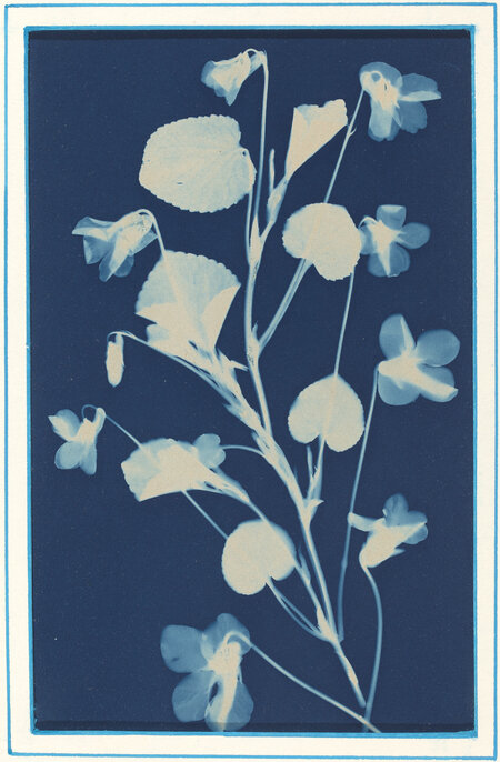 Bertha Evelyn Jaques, ‘Untitled’, ca. 1900, Photography, Cyanotype, National Gallery of Art, Washington, D.C.