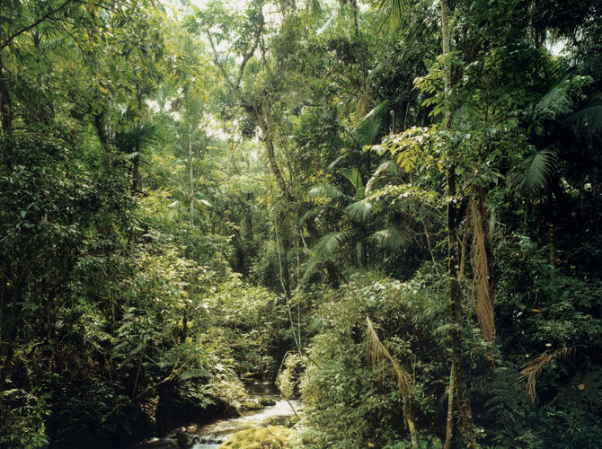 Thomas Struth’s New Pictures from Paradise - For Sale on Artsy