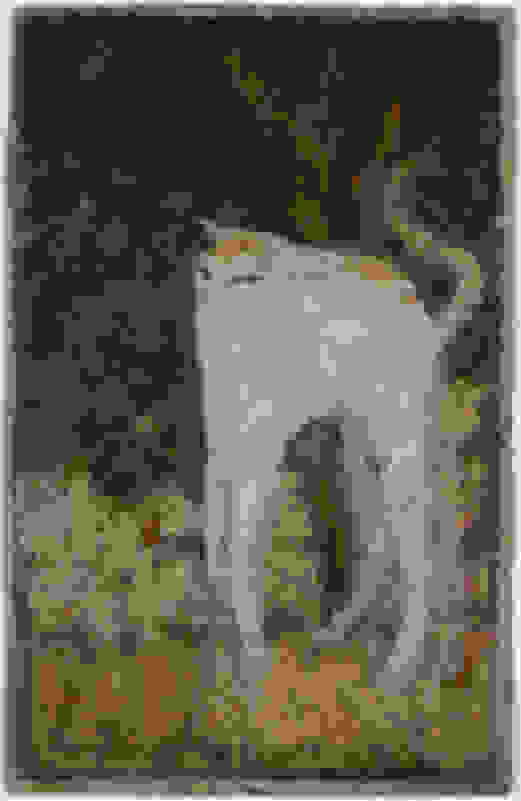 Pierre Bonnard Le Chat Blanc The White Cat 14 Artsy Pierre Bonnard Le Chat Blanc The White Cat 14 Artsy