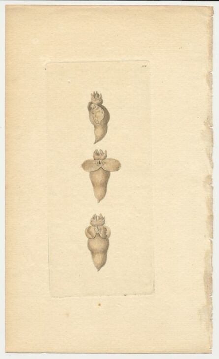 Selections From The The Naturalist S Miscellany Artsy