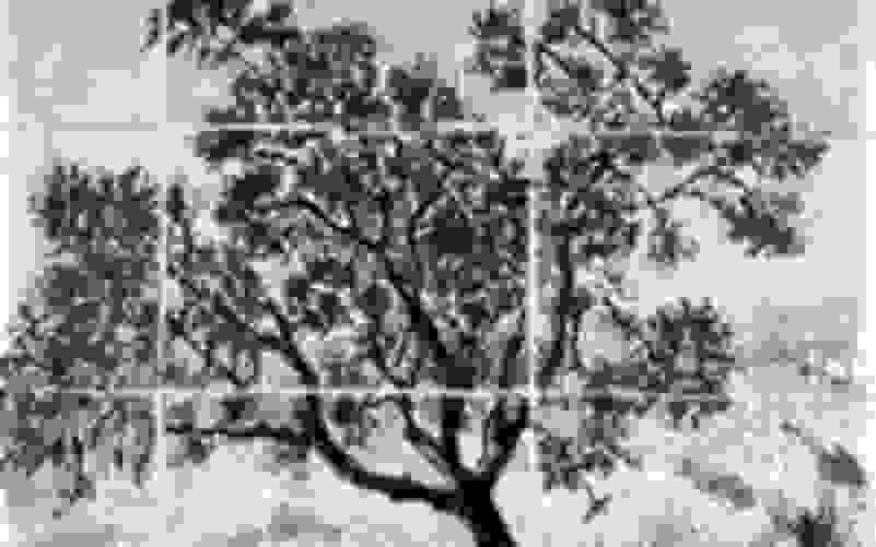 Gambar pohon nangka psikotes