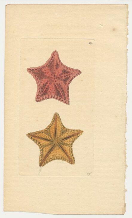 Selections From The The Naturalist S Miscellany Artsy